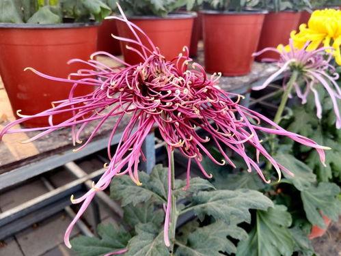 菊花在线手机观看免费1,手机一触即达——免费观看菊花盛宴